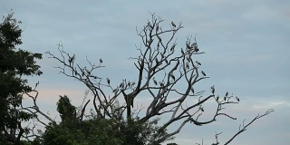 天空中有一大群鸟和树