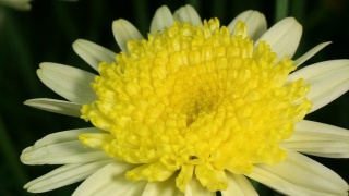 黄色雏菊盛开的视频素材模板下载