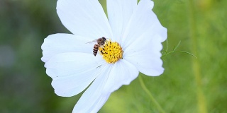 蜜蜂的昆虫