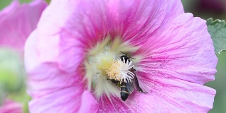蜜蜂的昆虫