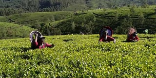 斯里兰卡的妇女在采茶