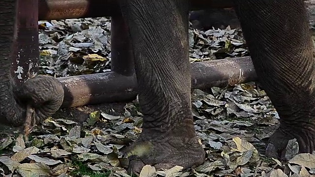 Asian elephants in the city