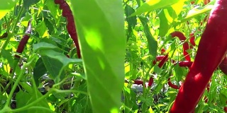 红辣椒植物