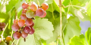 蜜蜂和黄蜂在花园里吃葡萄。