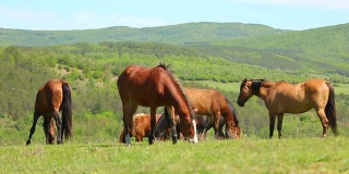 牧场上的一群纯种马
