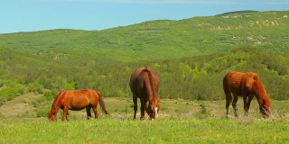 牧场上的一群纯种马