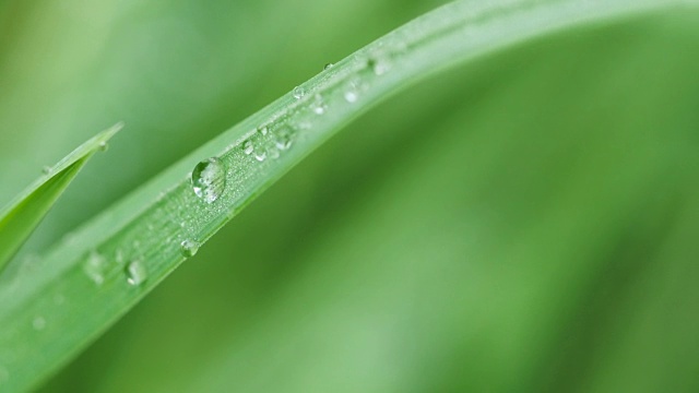 雨后水滴在草上