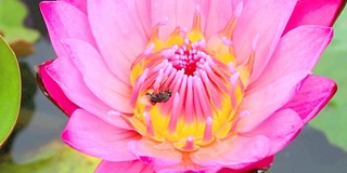 芙蓉和小蜜蜂的特写。