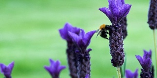 蜜蜂落在一株紫色的薰衣草上