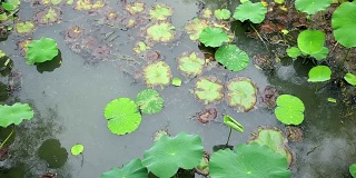 荷叶在下雨天浮在池塘里，实时