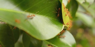 许多蚂蚁在他们的害虫是由绿色的叶子。