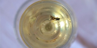 被困在玻璃杯里的蜜蜂