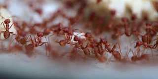 大型蚂蚁为食物而工作