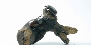 犀牛甲虫bug。