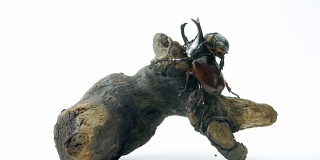 犀牛甲虫bug。