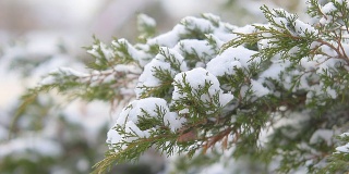 高清白雪覆盖的树木