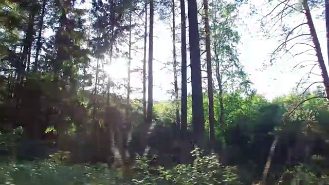 森林和树木透过4K车窗