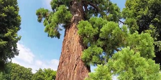 公园里的巨型红杉