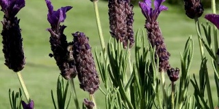 蜜蜂落在一株紫色的薰衣草上