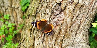 蝴蝶在树上