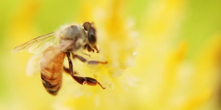 美丽的大自然蜜蜂