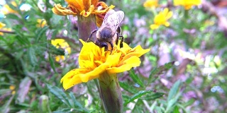 大黄蜂采集花粉