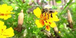 大黄蜂采集花粉