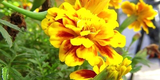 黄色的金盏花花