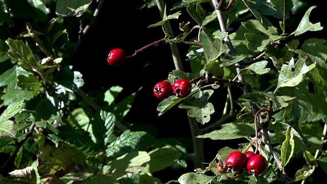 红山楂浆果拍摄于十月