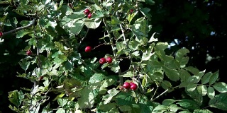 红山楂浆果拍摄于十月