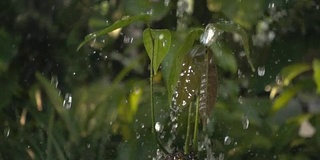 绿色的幼苗在雨中生长在地面上