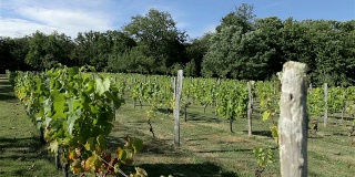种植在法国的葡萄