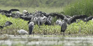 亚洲鹤群正在寻找食物