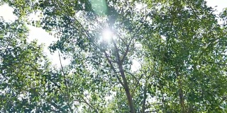 树梢勾勒出阳光的轮廓