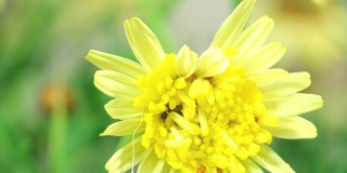 黄色的雏菊和蛾虫