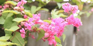 蜜蜂开着粉红色的花;高清:JPEG照片