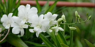 白色的兰花