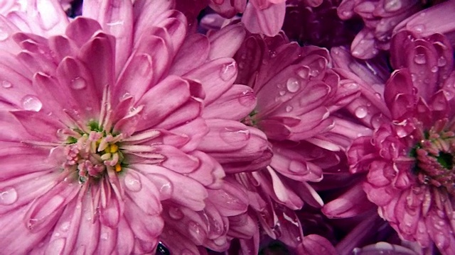 雨中粉红色的花朵