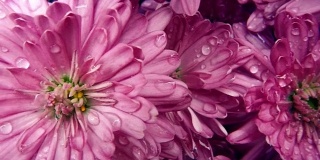 雨中粉红色的花朵