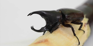 甲虫翅膀(Xylotrupes gideon)从甘蔗中啃食一些食物