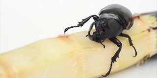 甲虫翅膀(Xylotrupes gideon)从甘蔗中啃食一些食物