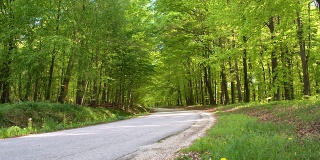 高清多莉:穿过森林的道路