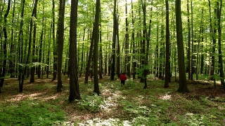 HD CRANE:在绿色森林中慢跑的人视频素材模板下载