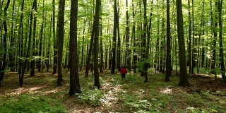 HD CRANE:在绿色森林中慢跑的人