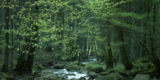 PAN小溪在春天的森林(4K/UHD to HD)