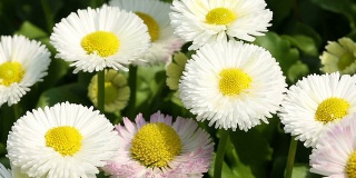 Daisy Flowers in spring