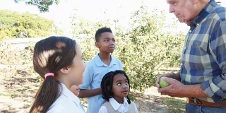 农民教一群私立小学的学生种植苹果