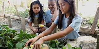 私立小学学生在当地农场实地考察香蕉、辣椒和西葫芦