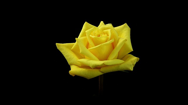 盛开的黄玫瑰4K
