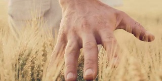 用手抚摸着田野里的小麦